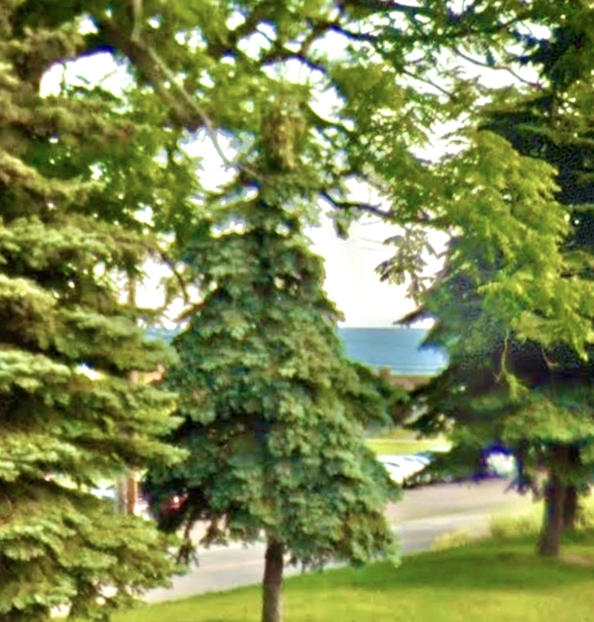 Lake view through trees